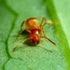 Gelbe Wegameise (Lasius flavus)