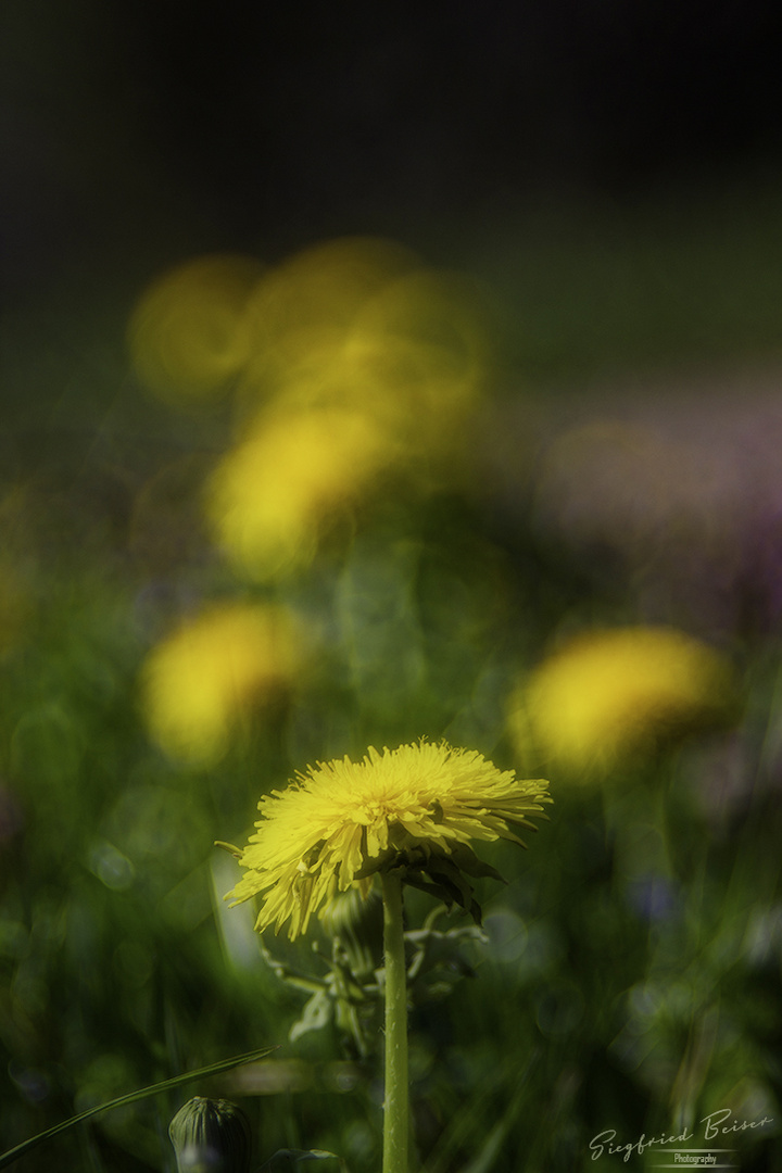 gelbe Weinberge