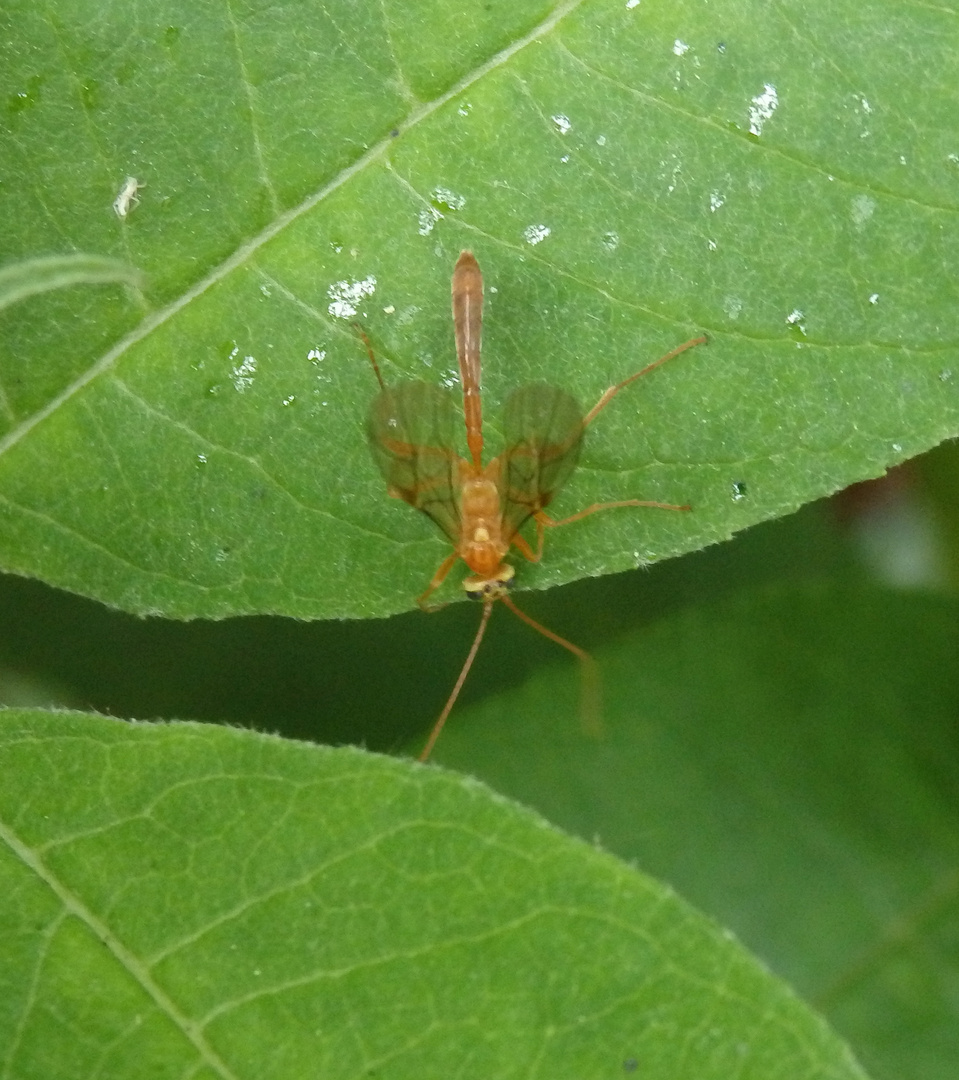 Gelbe Wespe - Bestimmung steht noch aus