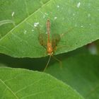 Gelbe Wespe - Bestimmung steht noch aus