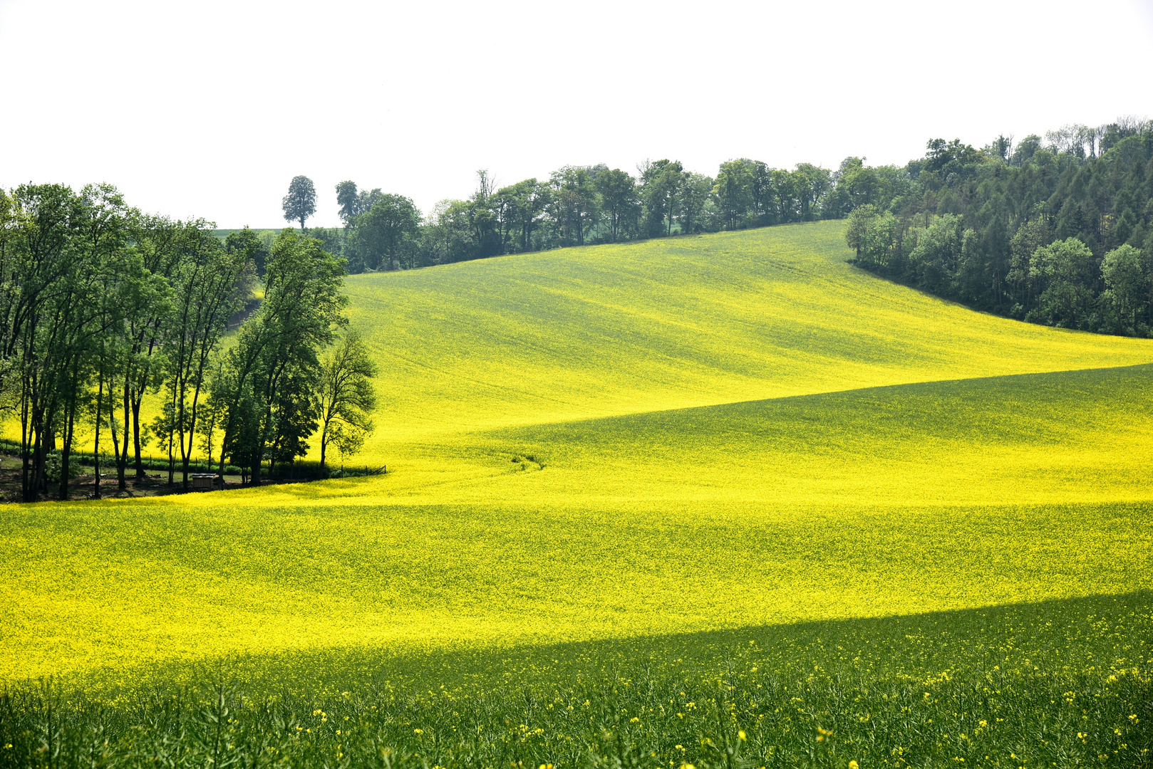 Gelbe Wiese Foto &amp; Bild | landschaft, Äcker, felder &amp; wiesen, natur ...