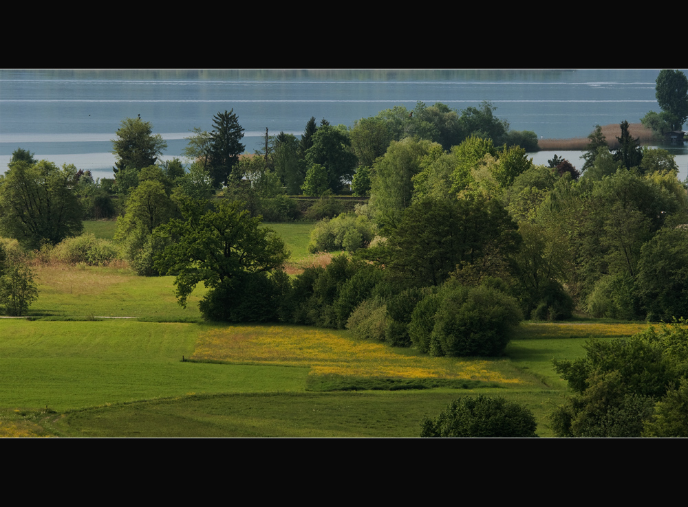 gelbe Wiesen