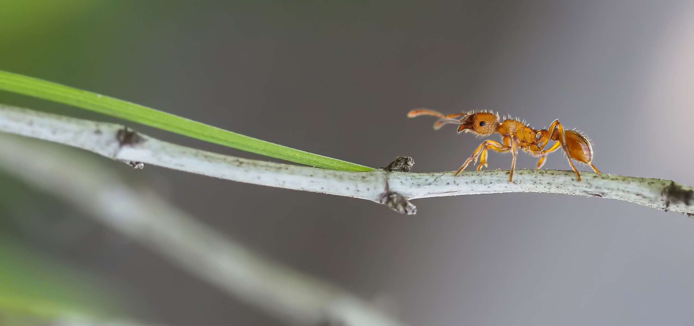 Gelbe Wiesenameise (Lasius flavus) 