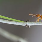 Gelbe Wiesenameise (Lasius flavus) 