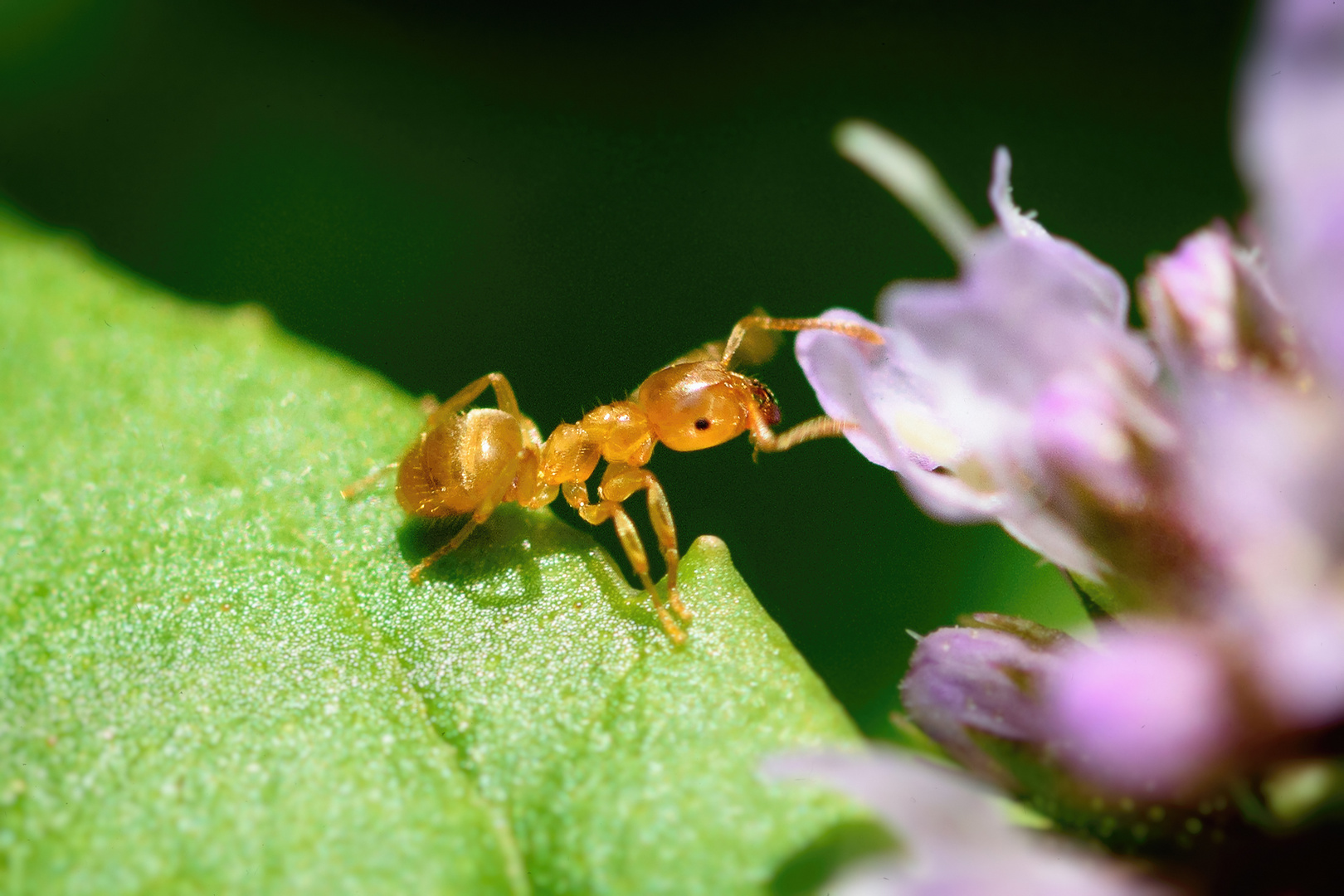 Gelbe Wiesenameise (Lasius flavus), yellow meadow ant