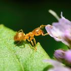Gelbe Wiesenameise (Lasius flavus), yellow meadow ant