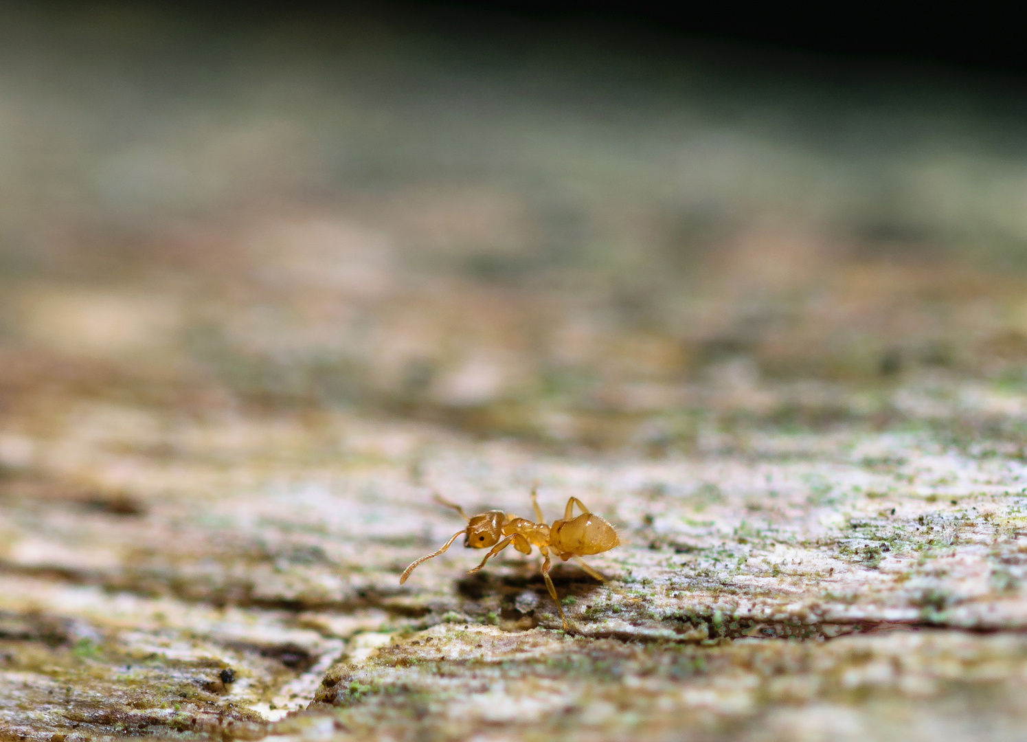 Gelbe Wiesenameise (Lasius flavus), yellow meadow ant