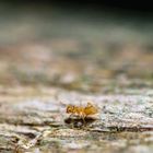 Gelbe Wiesenameise (Lasius flavus), yellow meadow ant