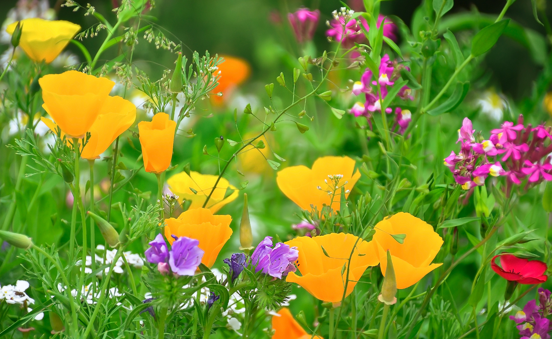 Gelbe-Wiesenblüten