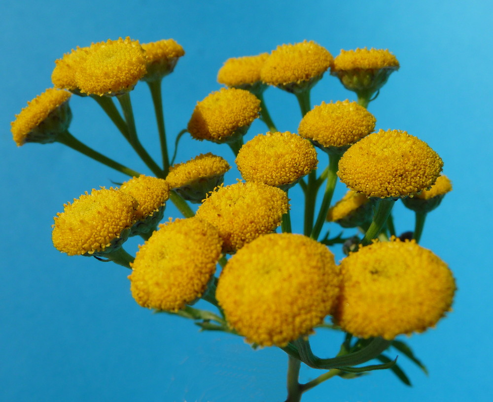 Gelbe Wiesenblumen