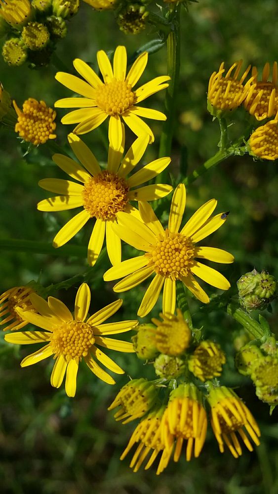 Gelbe Wiesenblumen