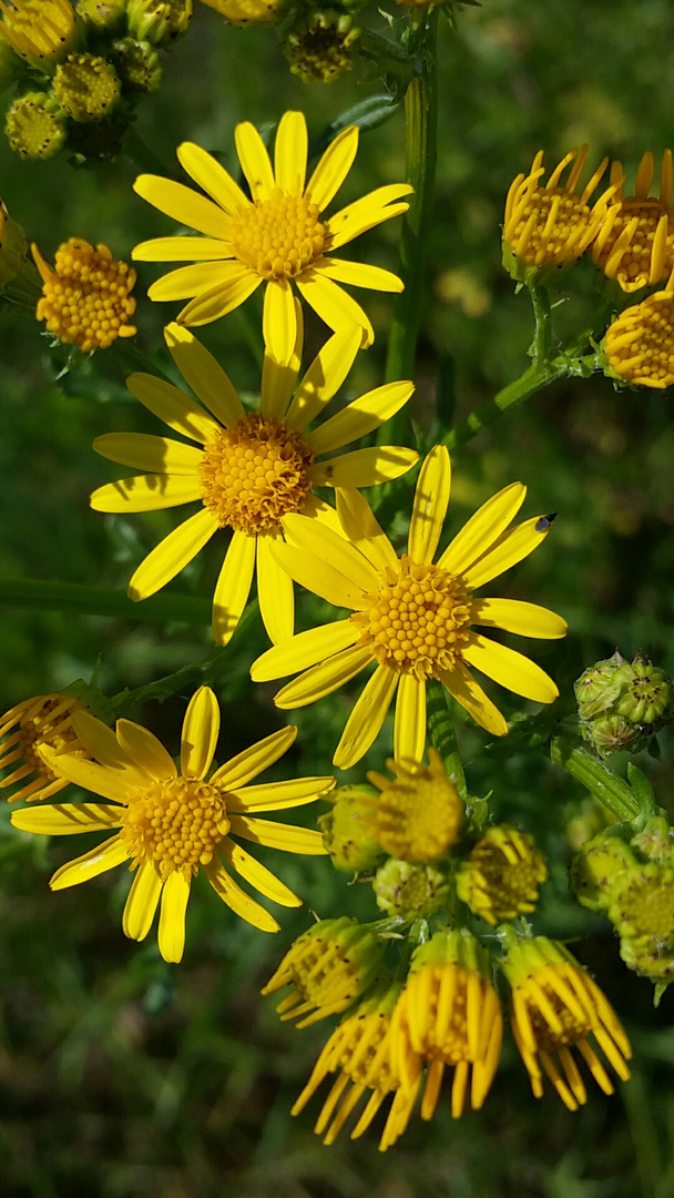 Gelbe Wiesenblumen Foto & Bild pflanzen, pilze & flechten, natur pur
