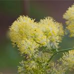 Gelbe Wiesenraute (Thalictrum flavum).