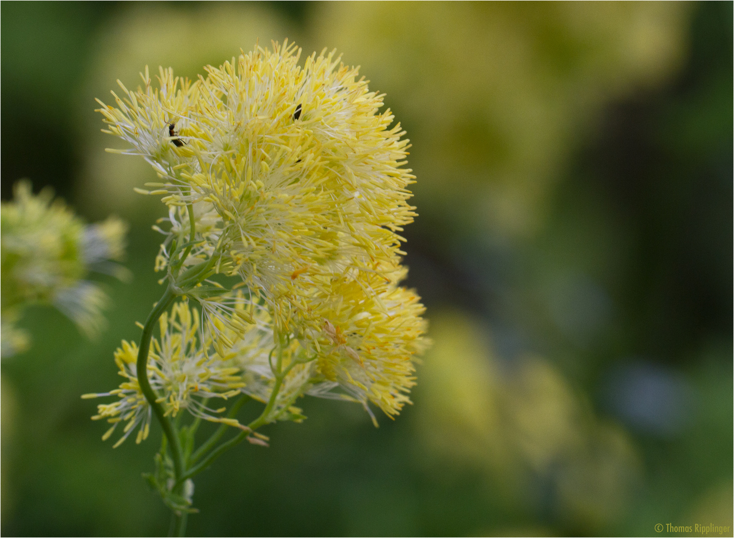 Gelbe Wiesenraute (Thalictrum flavum)