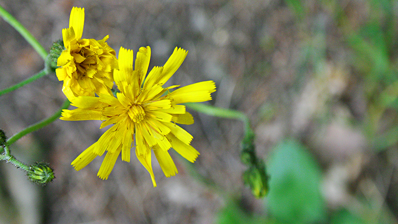 Gelbe Wildblume