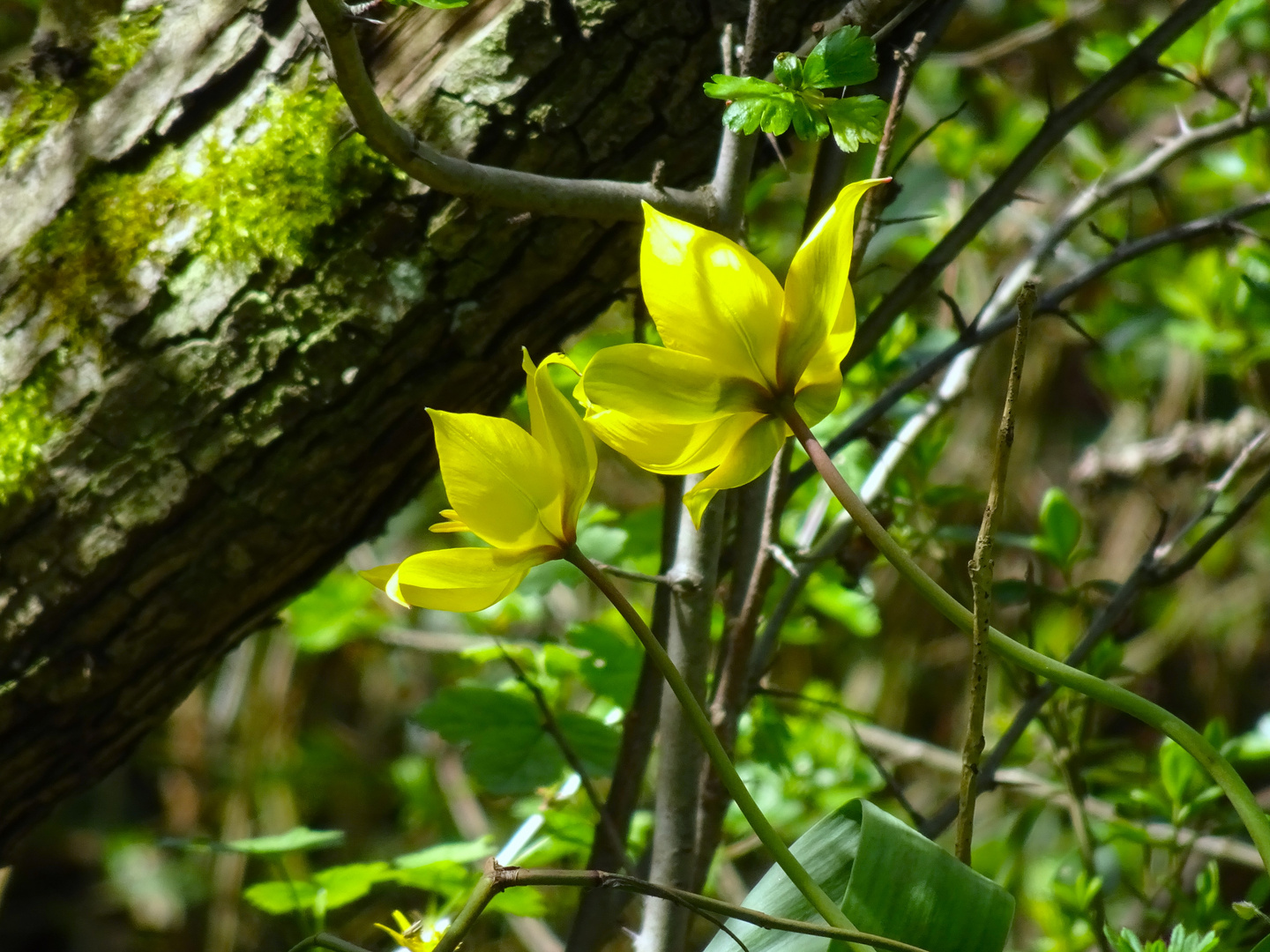 Gelbe Wildblume