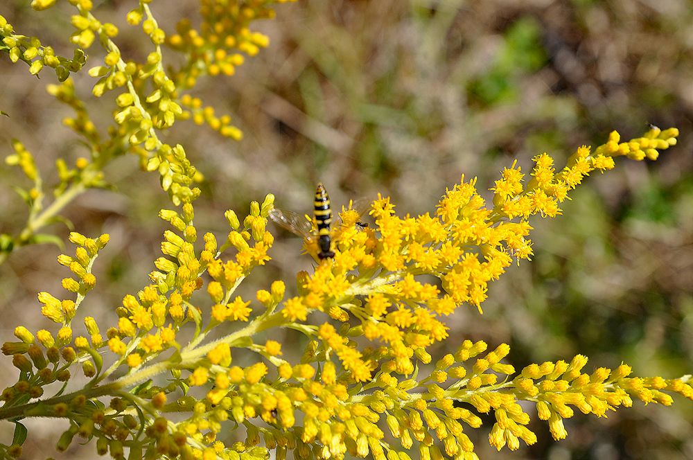 Gelbe Wildblume