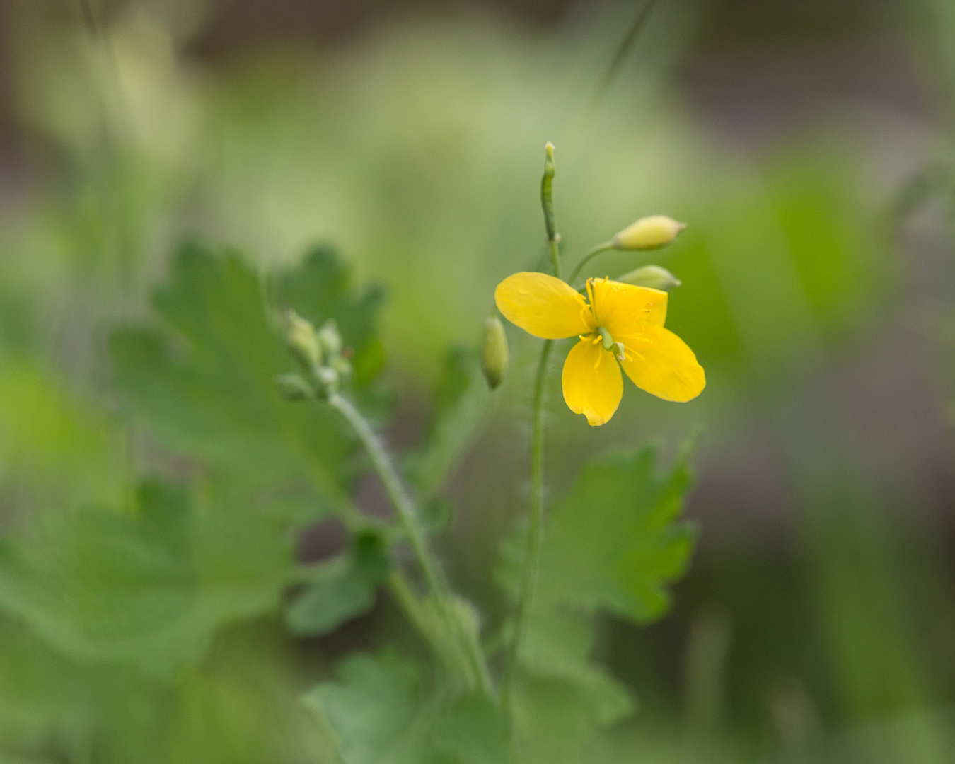 gelbe Wildblume