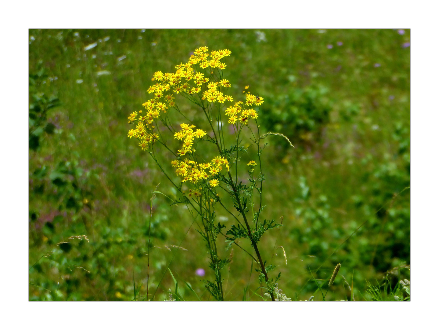 Gelbe Wildpflanze