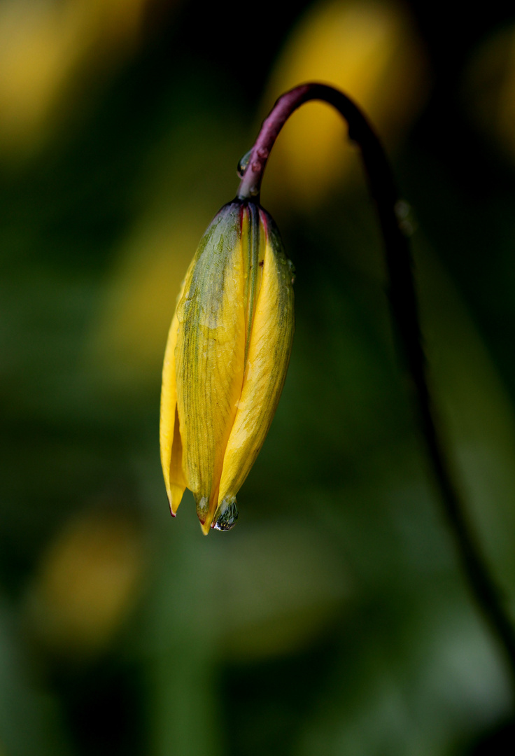 Gelbe Wildtulpe (Tulipa sylvestris)