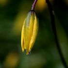 Gelbe Wildtulpe (Tulipa sylvestris)