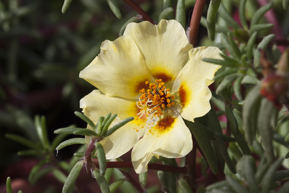 Gelbe Wüstenblume