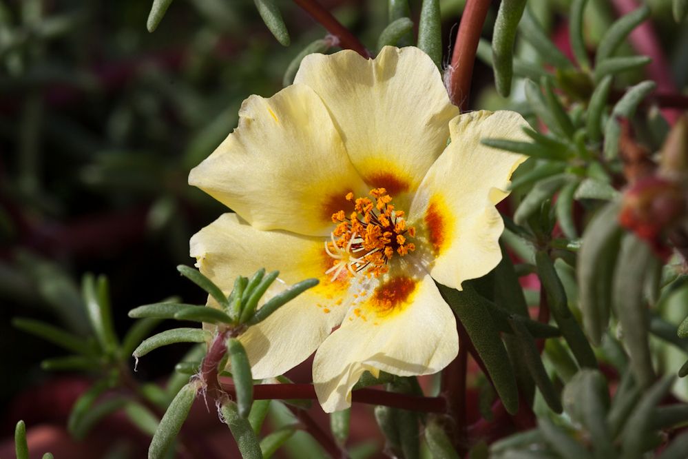 Gelbe Wüstenblume