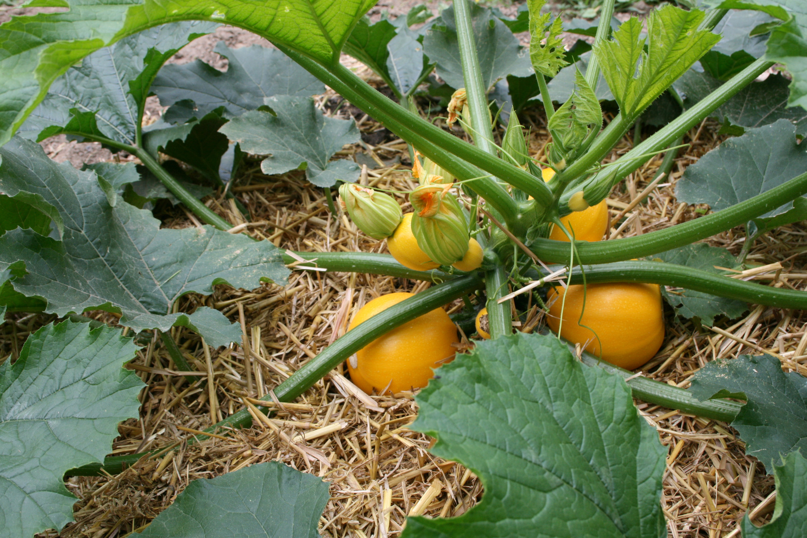 Gelbe Zucchini