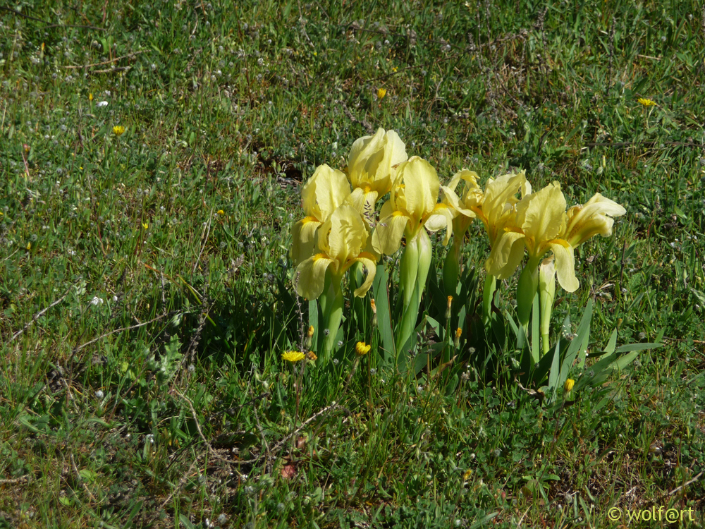 Gelbe Zwergschwertlilien