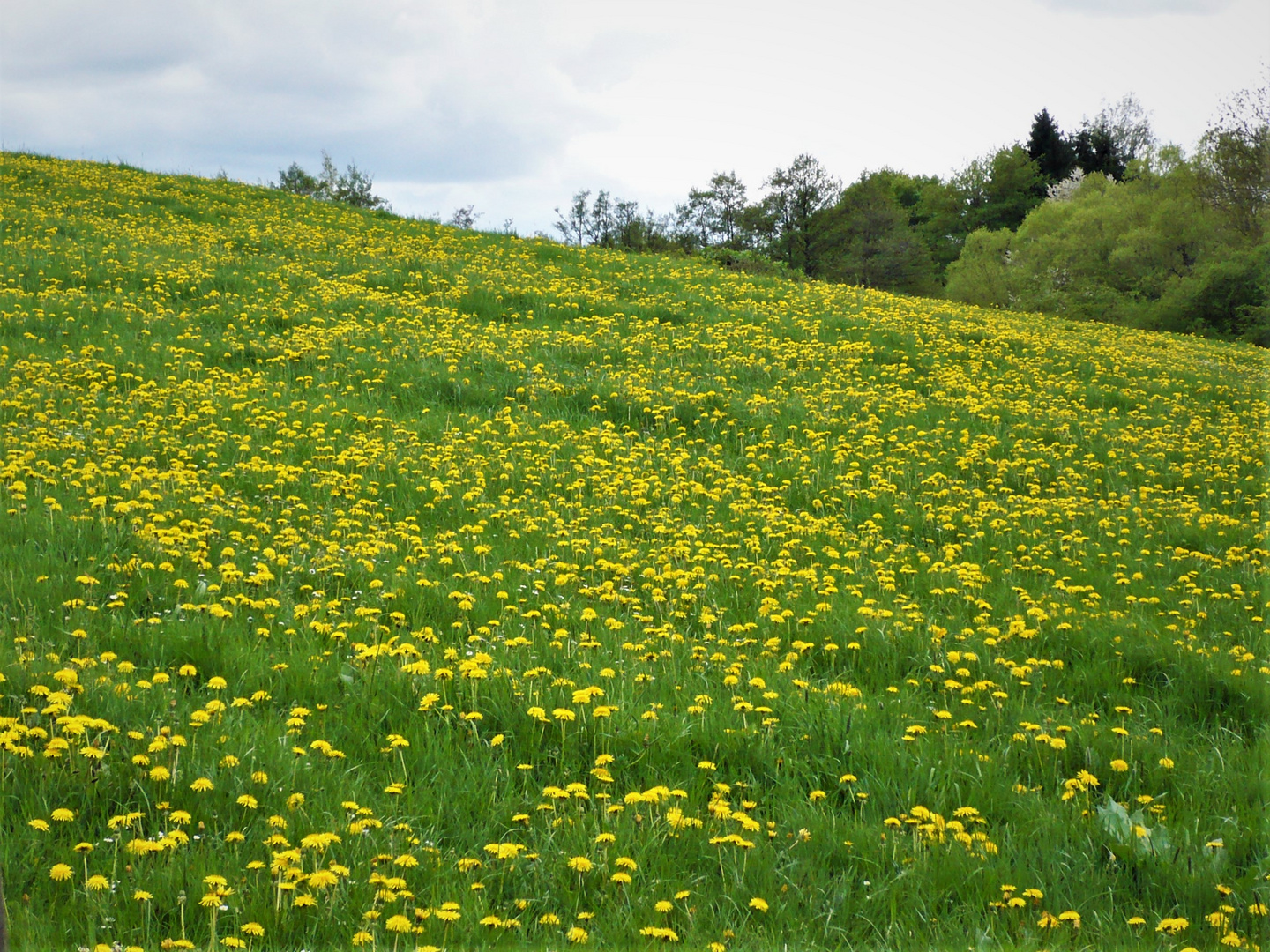 .gelbe.frühlingswiese.