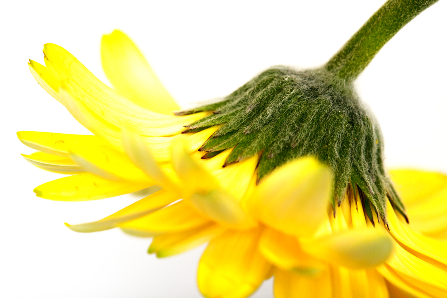 GelbeGerbera