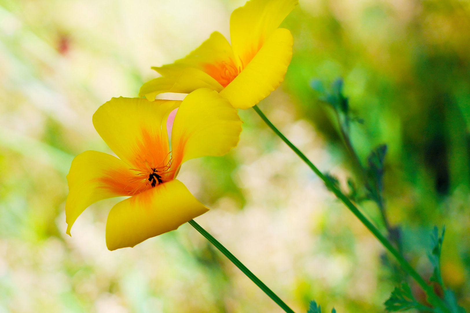 gelben Mohn