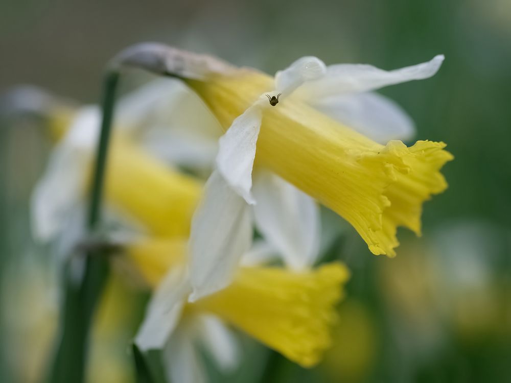 Gelben Narzisse (Narcissus pseudo-narcissus)