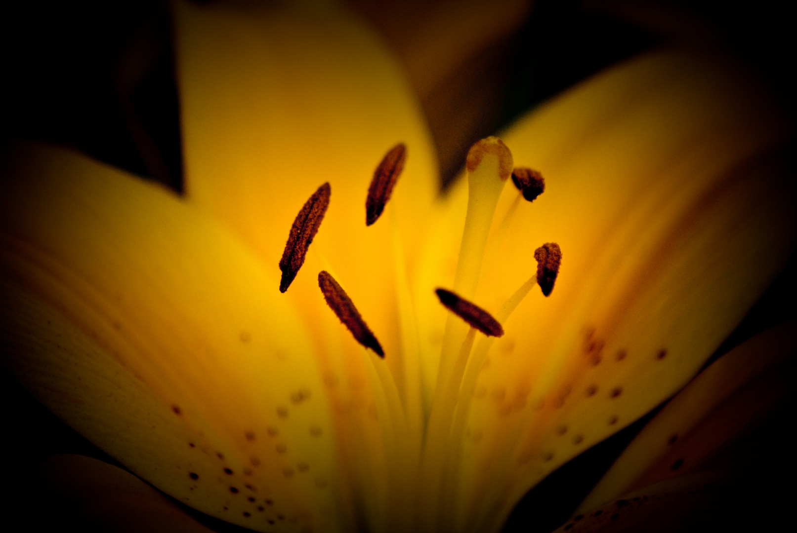 Gelben Zeit..Keukenhof 2010