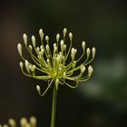 Gelber Agapanthus