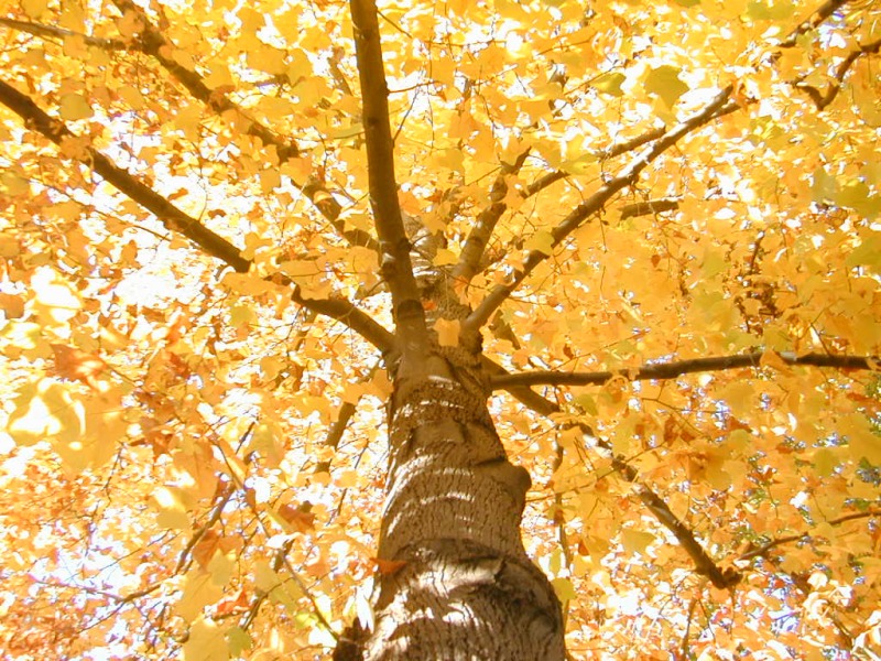 Gelber Ahornbaum Foto & Bild jahreszeiten, herbst, natur Bilder auf