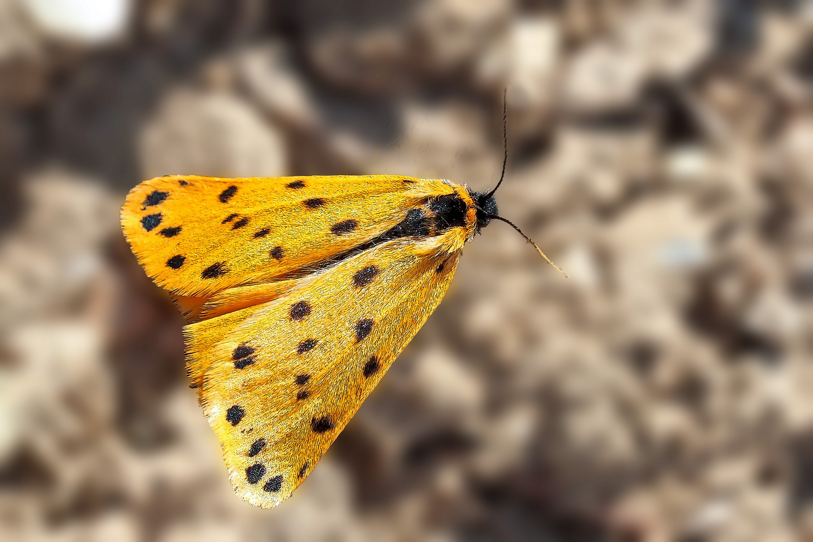 Gelber Alpen-Flechtenbär (Setina aurita) * - L'Ecaille alpine.