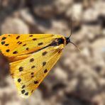 Gelber Alpen-Flechtenbär (Setina aurita) * - L'Ecaille alpine.