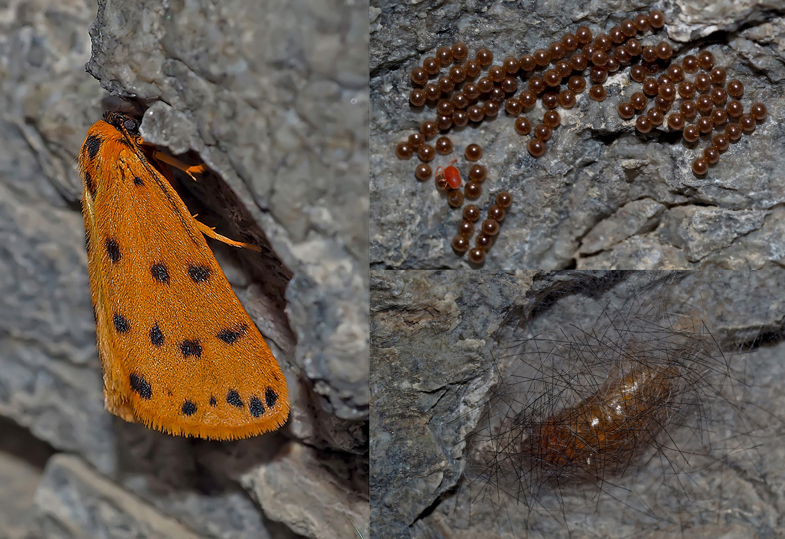 Gelber Alpen-Flechtenbär (Setina aurita) mit Puppe und Eiern - L'Ecaille alpine.