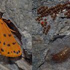 Gelber Alpen-Flechtenbär (Setina aurita) mit Puppe und Eiern - L'Ecaille alpine.