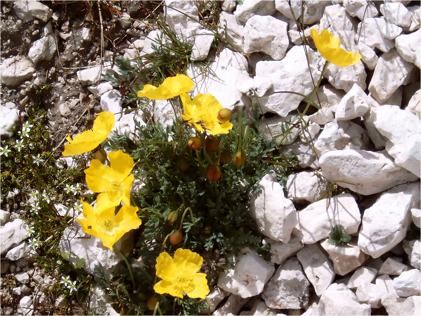 Gelber Alpen-Mohn