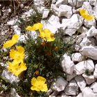 Gelber Alpen-Mohn