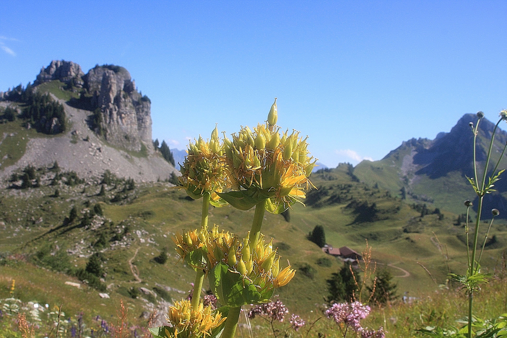 Gelber Alpenenzian