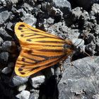 Gelber Alpenflechtenbär am Ortler