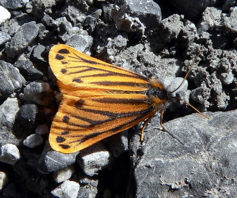 Gelber Alpenflechtenbär am Ortler