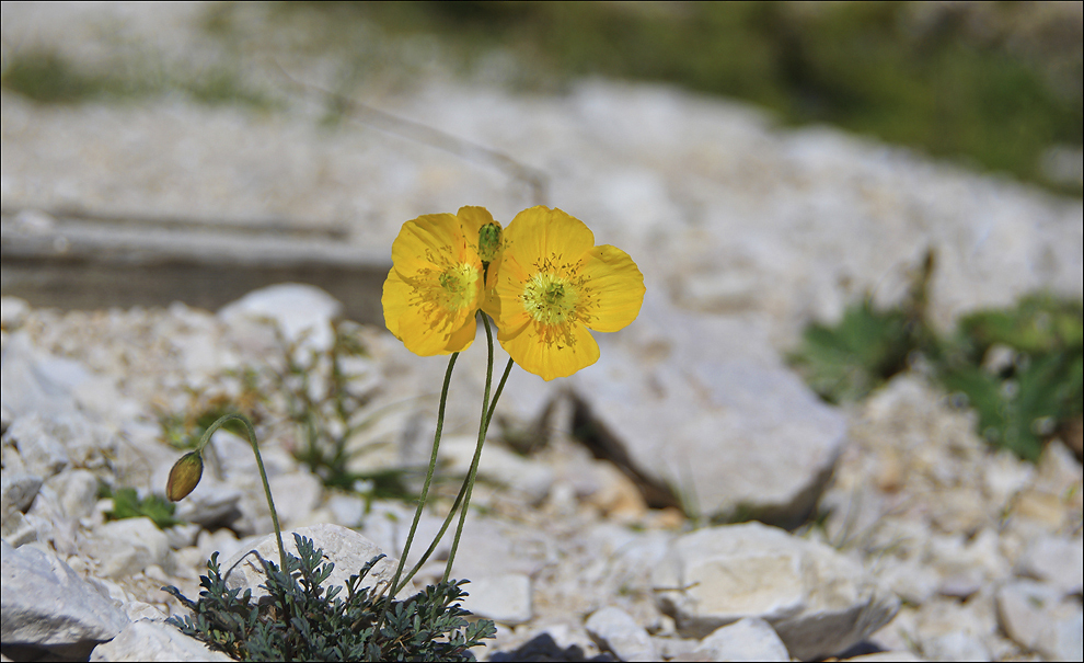 gelber Alpenmohn..