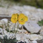 gelber Alpenmohn..