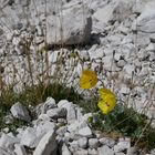 Gelber Alpenmohn