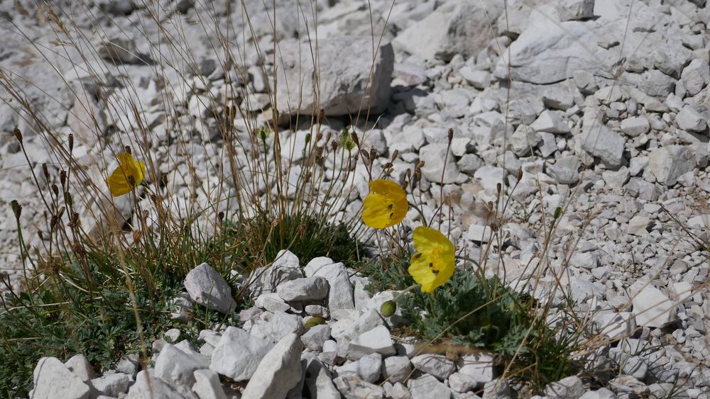 Gelber Alpenmohn