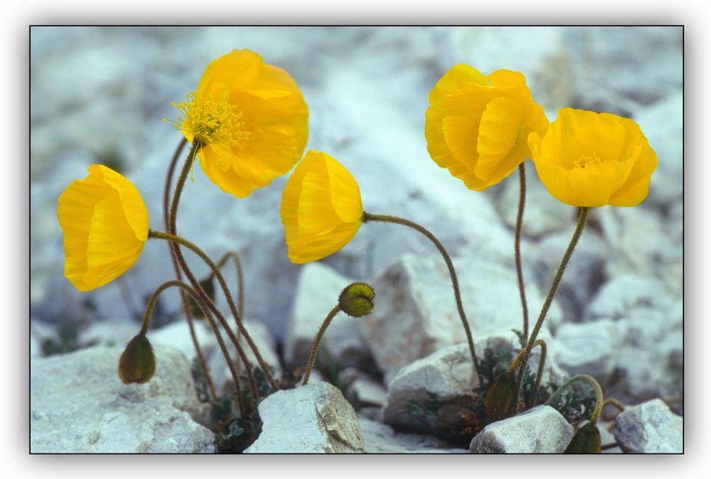 Gelber Alpenmohn